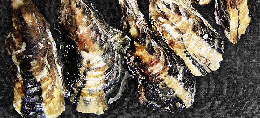 牡蠣の殻の画像